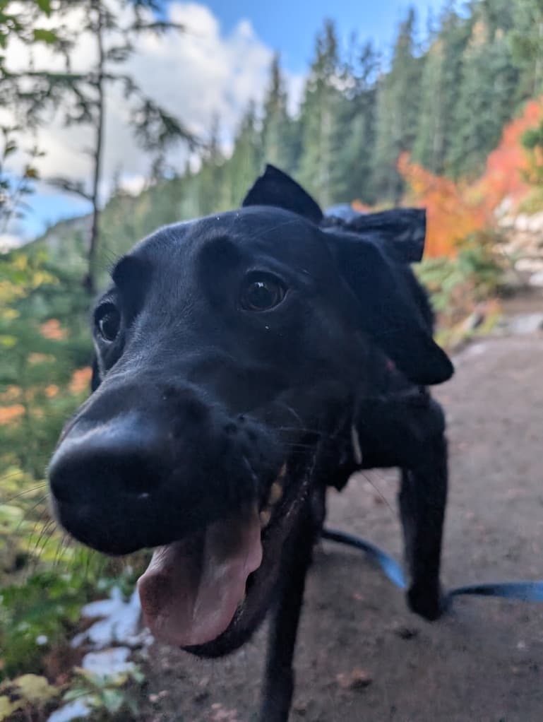 Black Labrador Retriever named Mona